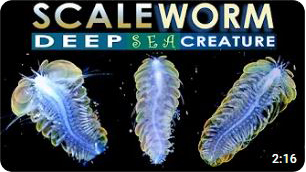 SCALE WORM