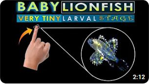 LIONFISH SMALLEST STAGE