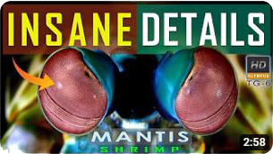 Mantis Shrimp JAW-BREAKING DETAILS