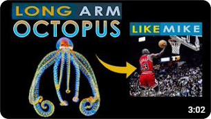 LONG ARM OCTOPUS